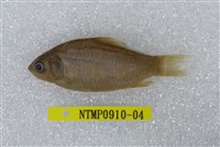 藏品(蘭氏鯽)的圖片